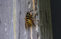 Dolichovespula saxonica