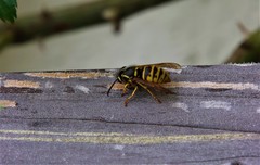 Dolichovespula saxonica