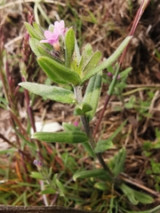 Buglossoides incrassata permixta