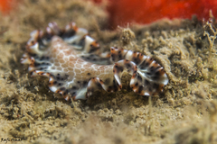 Maritigrella makranica