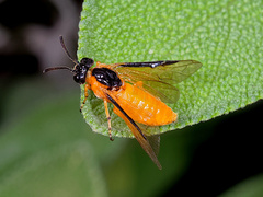 Arge ochropus