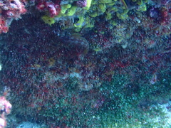 Lepidonectes corallicola