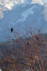 Agelaius phoeniceus caurinus