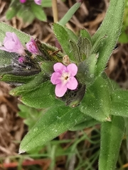 Buglossoides incrassata permixta