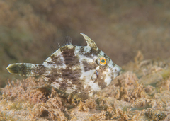 Stephanolepis diaspros