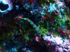 Lepidonectes corallicola