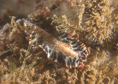 Maritigrella makranica