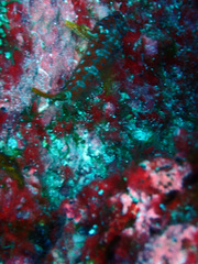 Lepidonectes corallicola