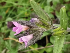 Buglossoides incrassata permixta