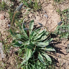 Plantago