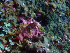 Lepidonectes corallicola