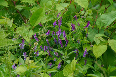 Vicia villosa varia