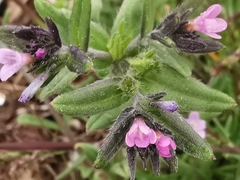 Buglossoides incrassata permixta