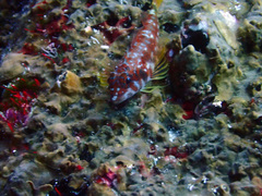 Lepidonectes corallicola