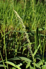 Panicum hemitomon