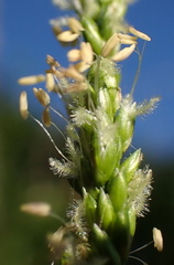 Panicum hemitomon