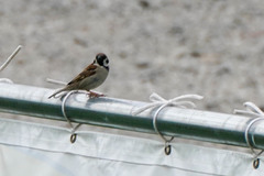Passer montanus