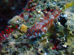 Lepidonectes corallicola