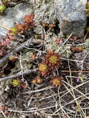 Sedum stenopetalum