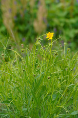 Coreopsis lanceolata