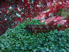 Lepidonectes corallicola