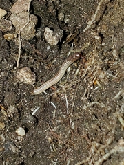 Julidae