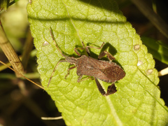 Leptoglossus concaviusculus