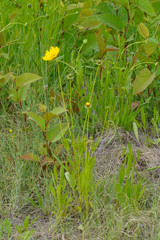 Coreopsis lanceolata