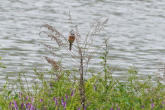 Emberiza cioides