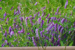 Vicia villosa varia