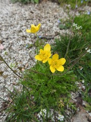 Ranunculus millefoliatus