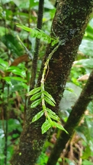 Dichaea hookeri