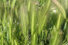 Hordeum murinum