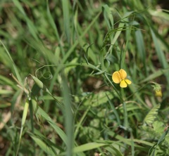 Lathyrus annuus