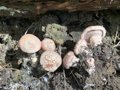Cleistocybe vernalis