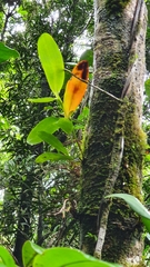 Epidendrum angustilobum