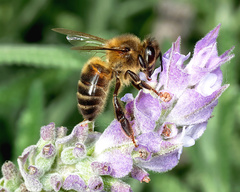 Apis mellifera