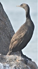 Phalacrocorax neglectus