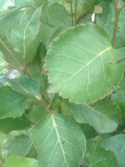 Coelophora inaequalis