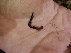 Lumbricus terrestris