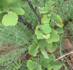 Dombeya rotundifolia
