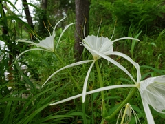 Hymenocallis crassifolia
