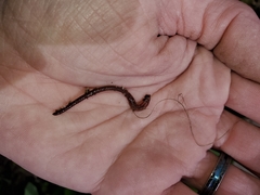 Lumbricus terrestris