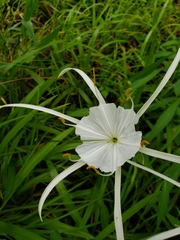 Hymenocallis crassifolia