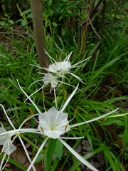 Hymenocallis crassifolia