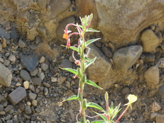 Oenothera versicolor