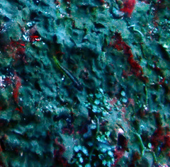 Lepidonectes corallicola