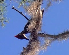 Dryocopus pileatus image