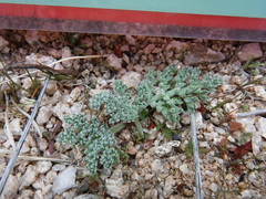 Lomatium mohavense