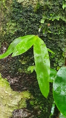 Epidendrum jamaicense